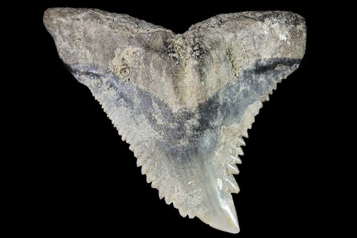 Large, Fossil Hemipristis Tooth - Georgia #74771